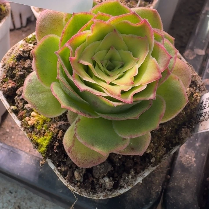 朱025。  永夜龙翼。