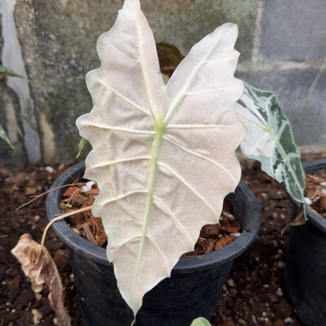 9-1209泰国发货大仙女