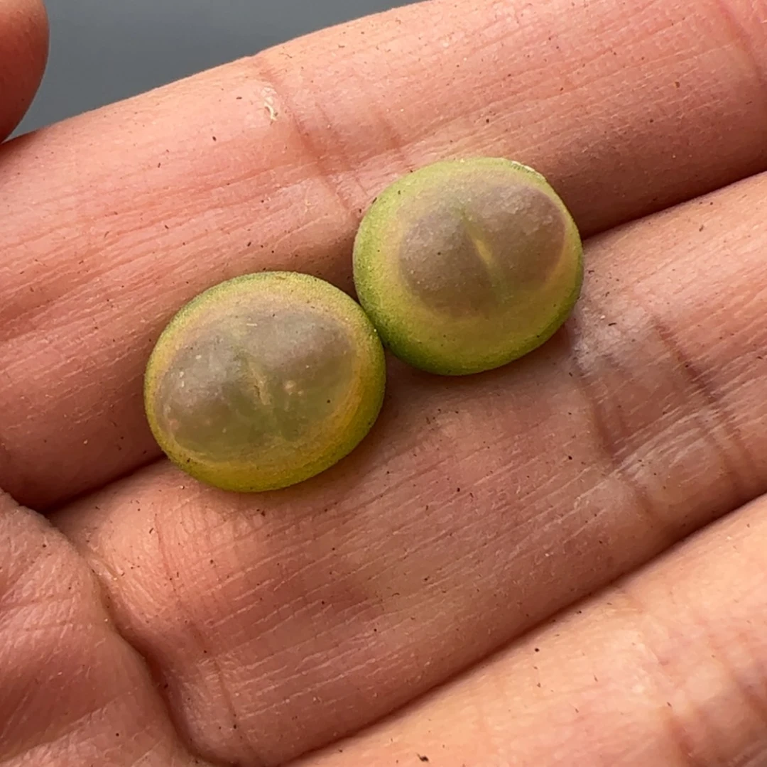 【闪购商品】00000004