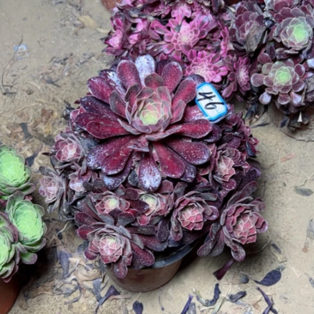 【闪购商品】多肉植物花纳46