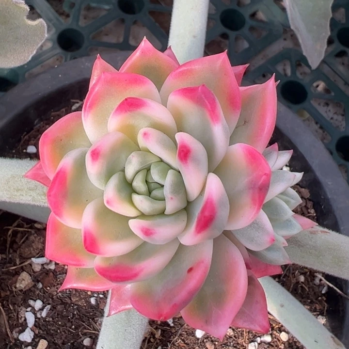 黄昏锦一物拍锦龙