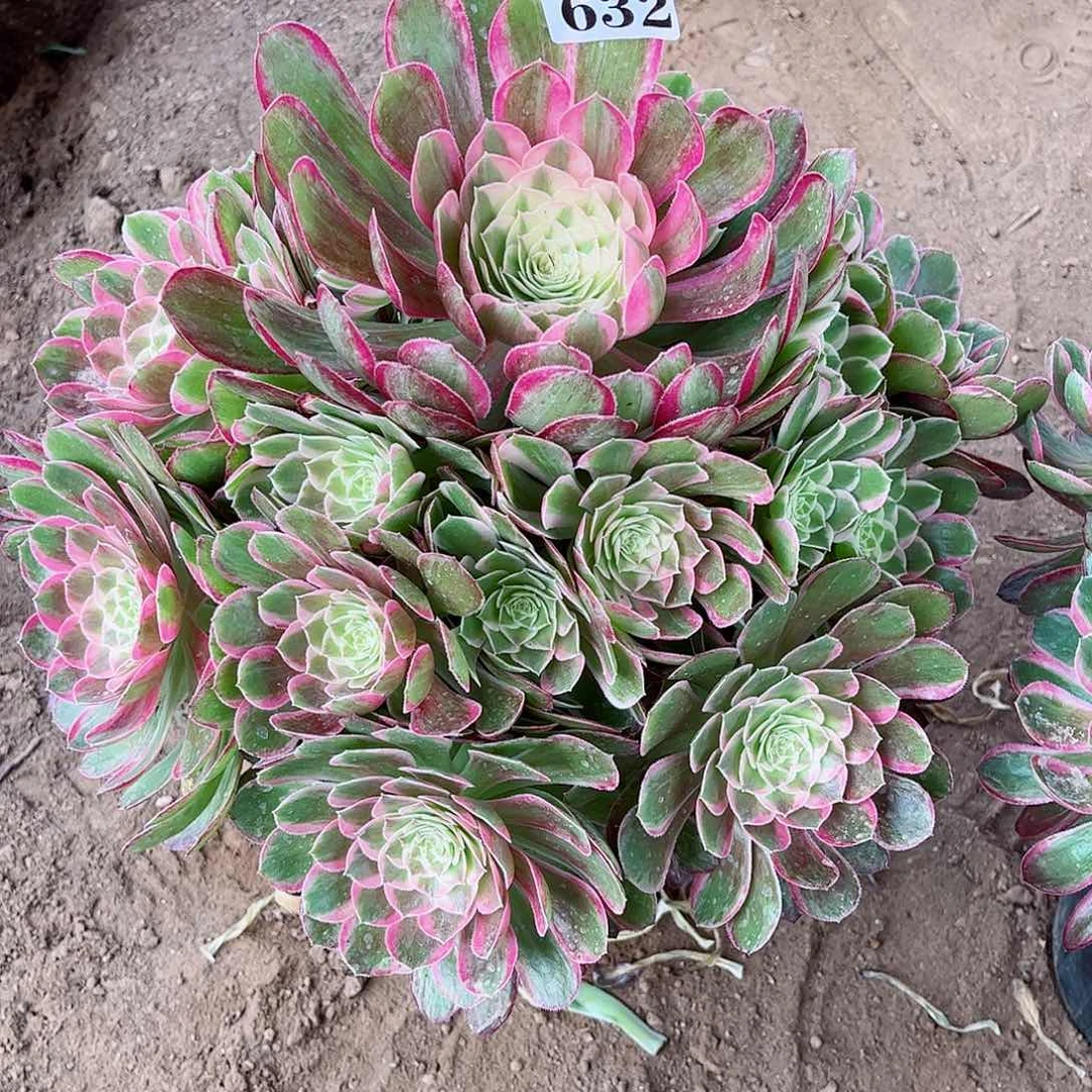 u****y多肉植物孔雀翎632