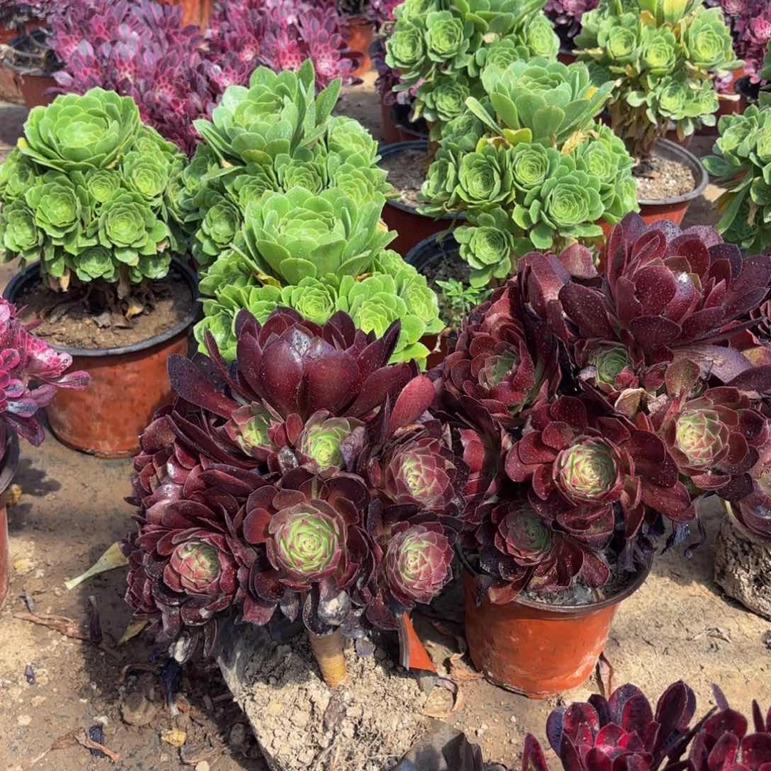 黑玫瑰田庄9.9法师多肉嫩