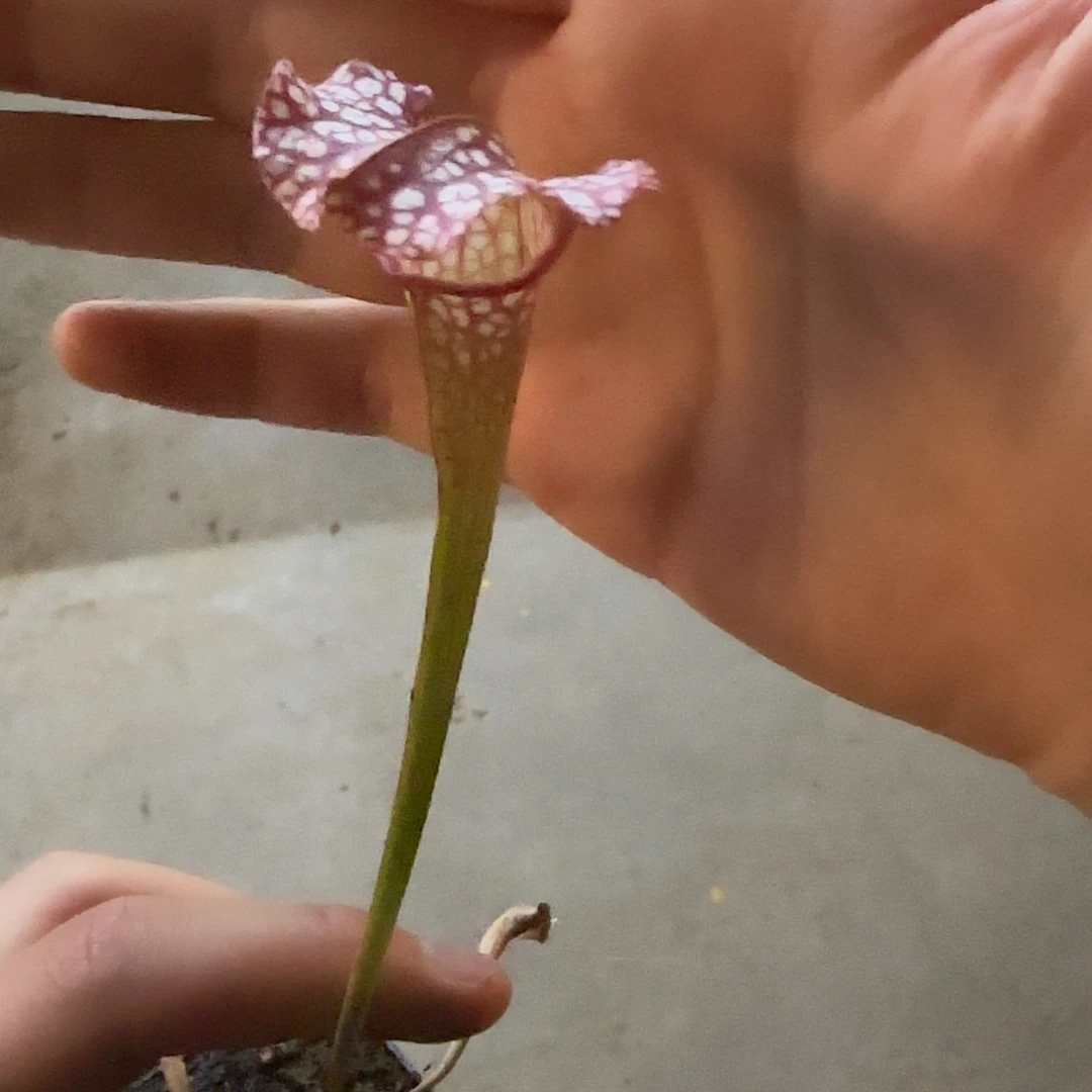 一***呀无花朵专拍瓶子草