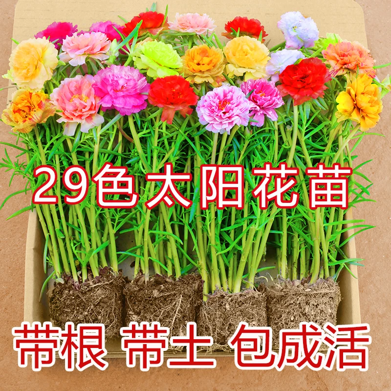 重瓣太阳花盆栽苗带根带土四季开花耐热庭院绿植室内室外好养