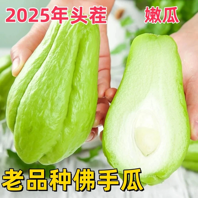 老品种佛手瓜新鲜洋瓜当季蔬菜头茬嫩瓜食堂专供丝瓜福寿瓜莴瓜