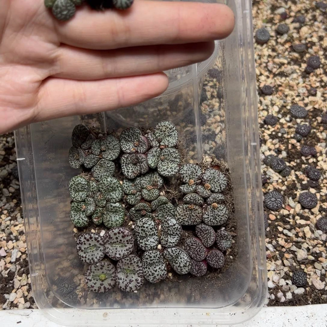 【闪购商品】川*?1314……