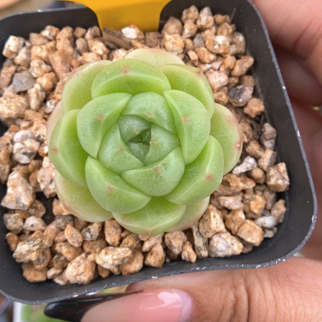 油透麦秆466号。