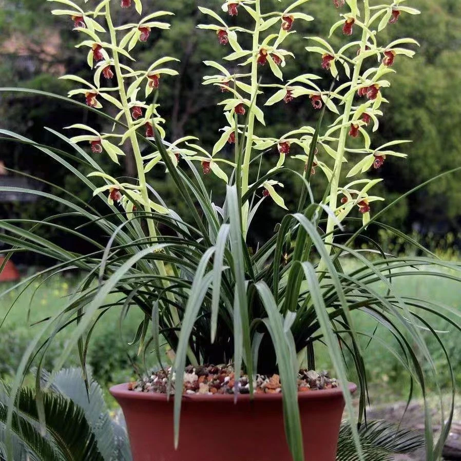 蕙兰新品九华晨光兰花苗红素浓香花卉绿植铭品盆栽室内阳台好养