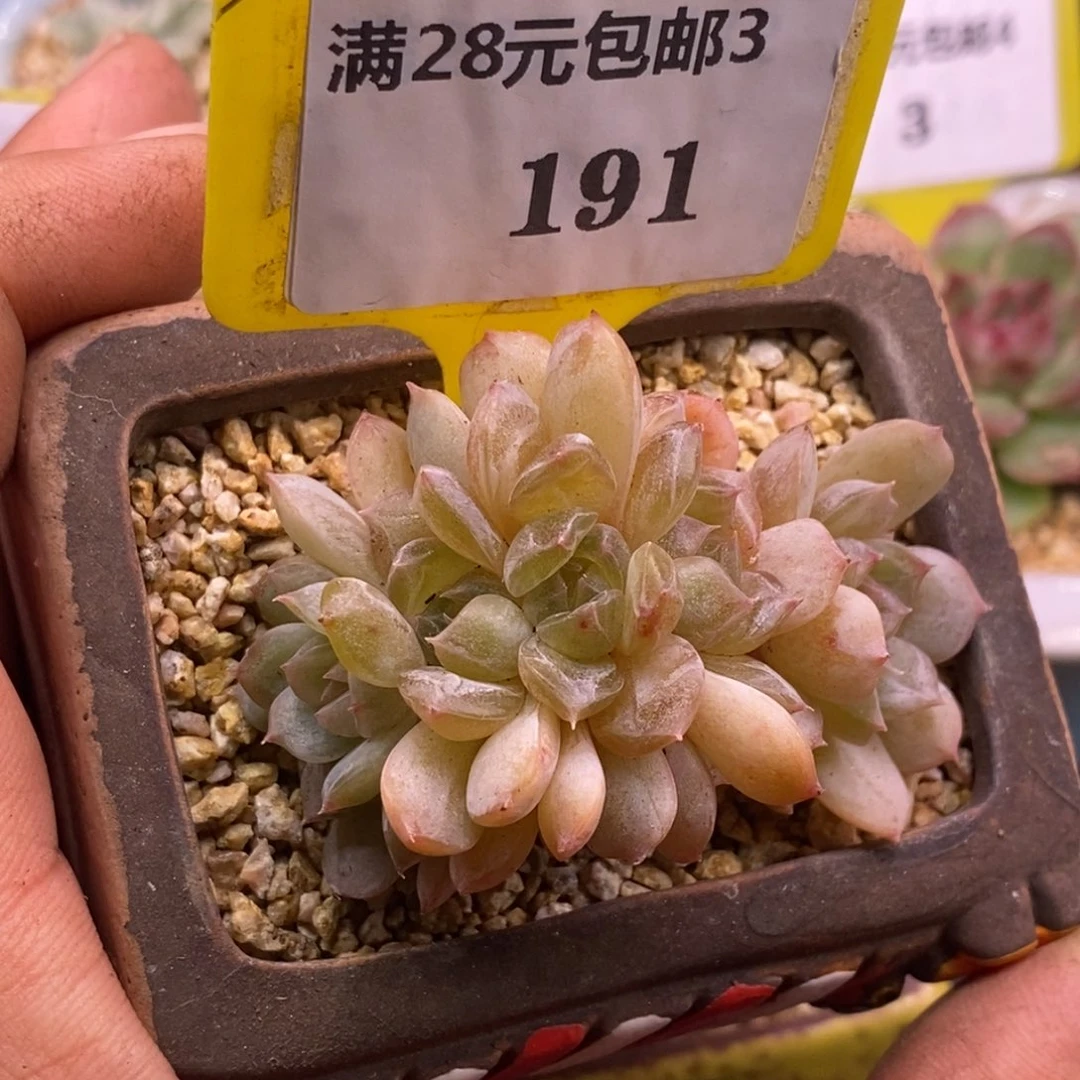 3191红恋小树5头朵朵