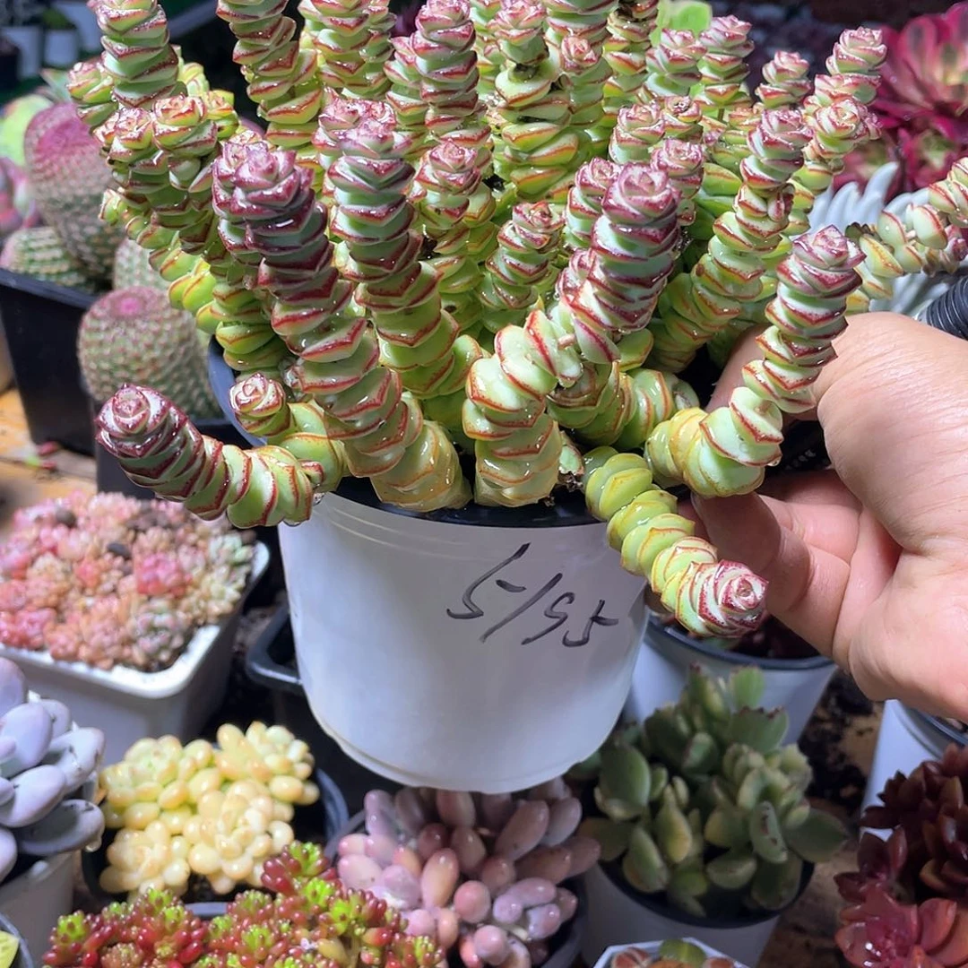 止****好超大钱串带盆发货