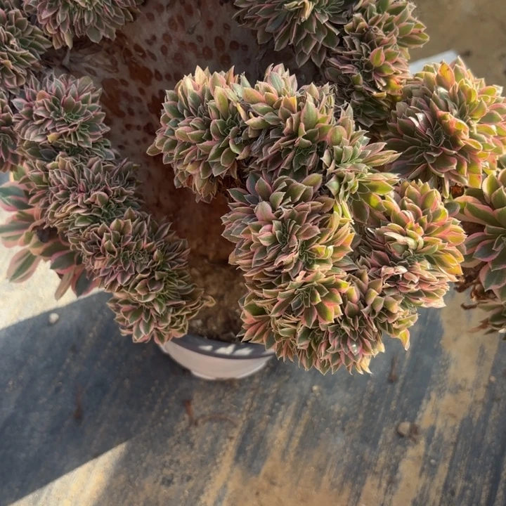 女神缀有瑕疵不包损3