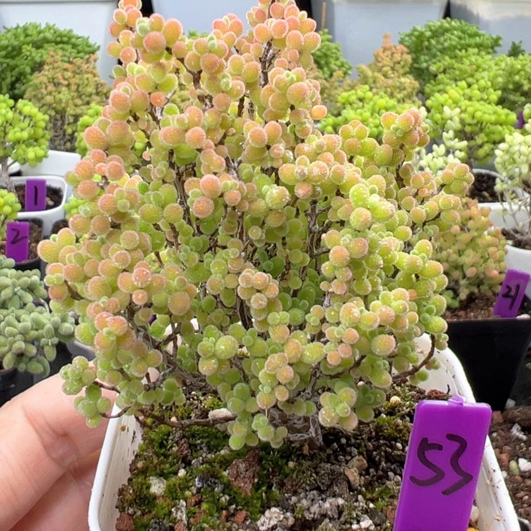53号彩色蜜橘一物一拍