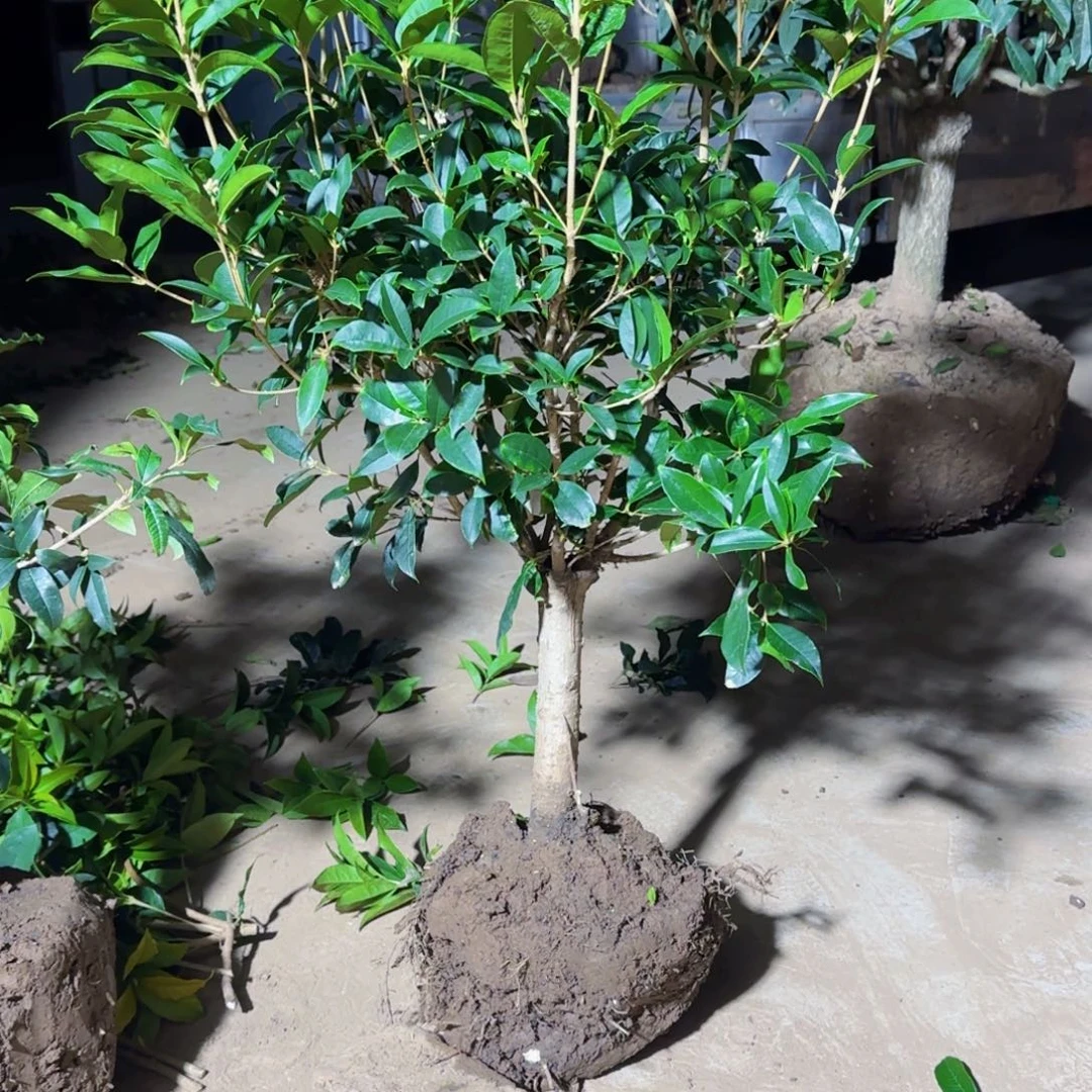 苏***蘇无花朵桂花。八月桂系列