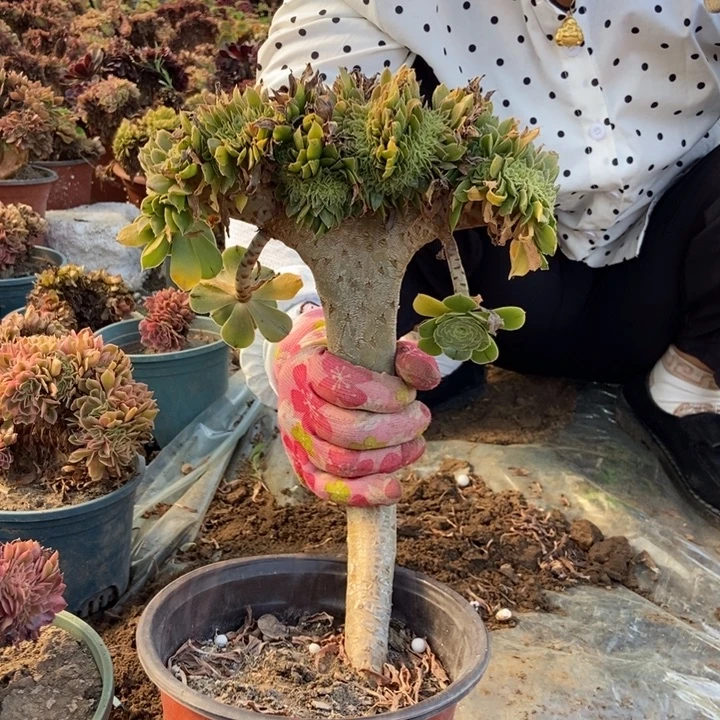 882绿法师缀化老桩老桩