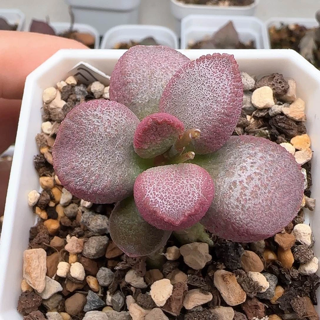 红西柚水泡多肉植物水泡