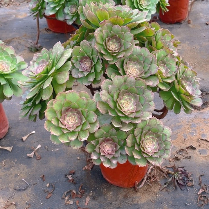 673万法师多肉断枝不售后