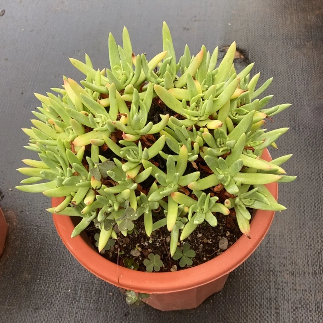 库尔卓塔多肉植物