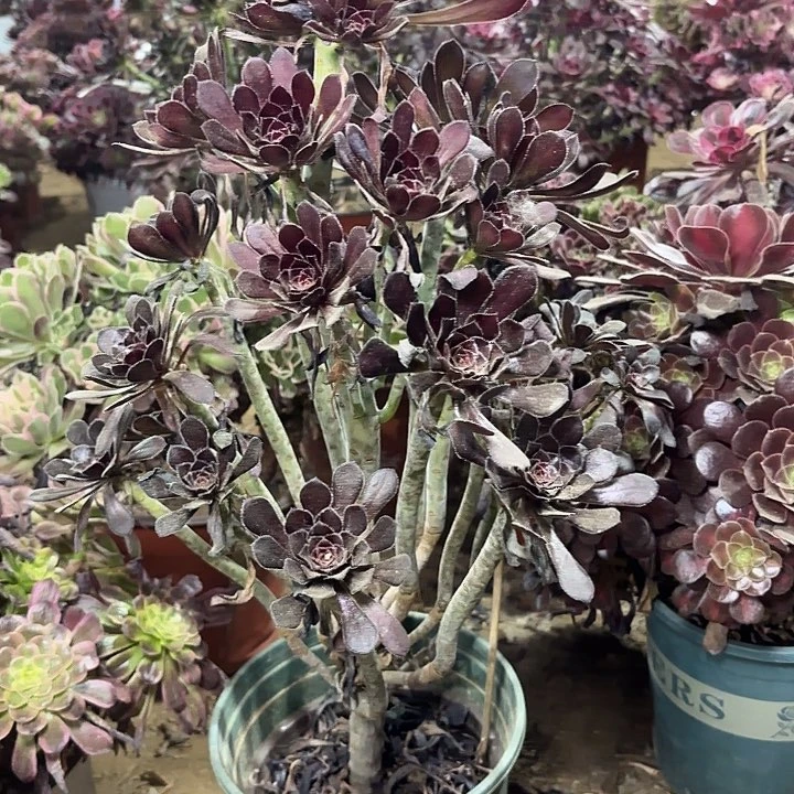 多肉植物法师黑法10