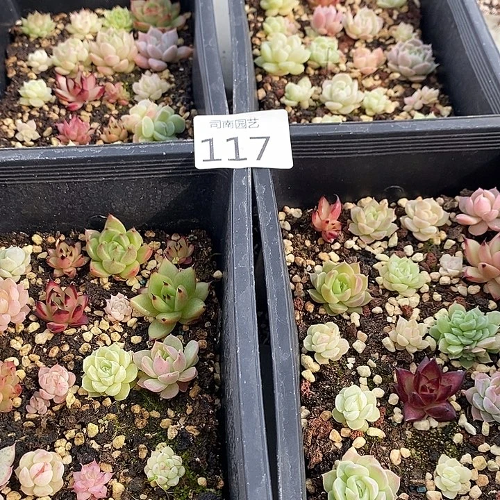 117 多肉植物盆栽花卉