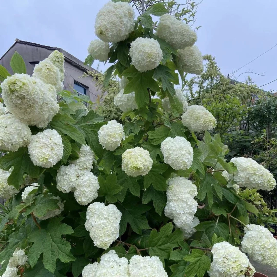 栎叶和声绣球花盆栽庭院阳台新手易养护喜水植物