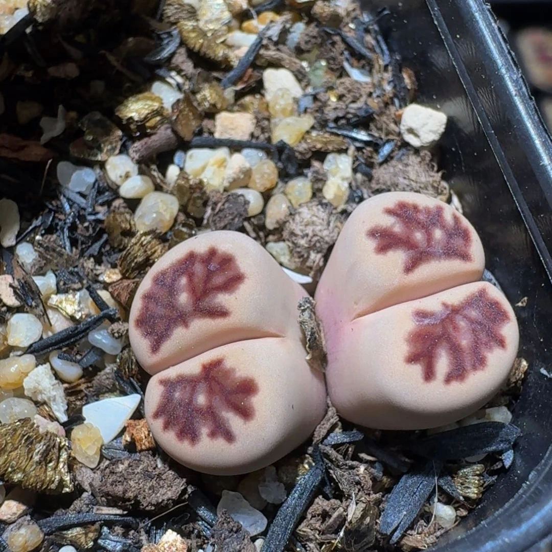 Ssss精品生石花823