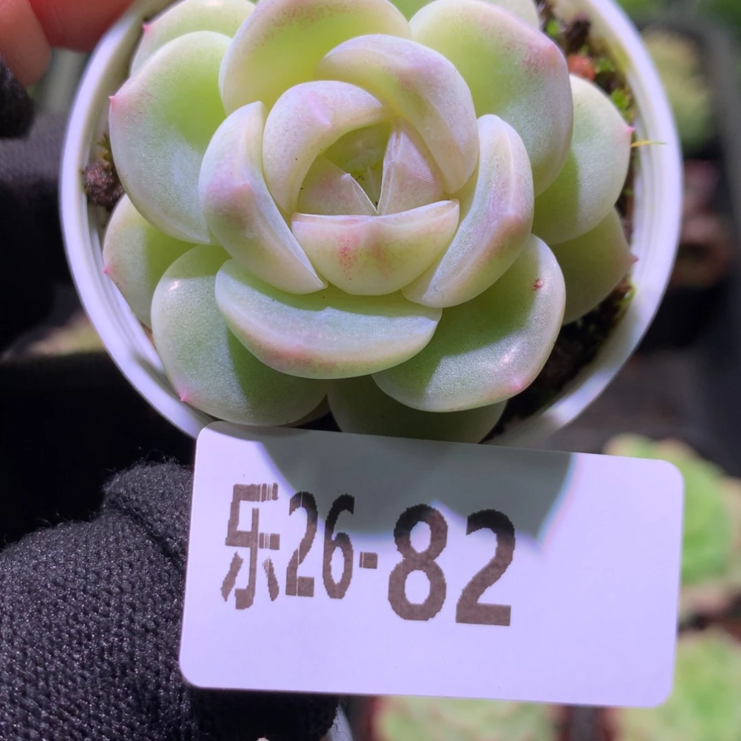 乐然26-82 新品单头