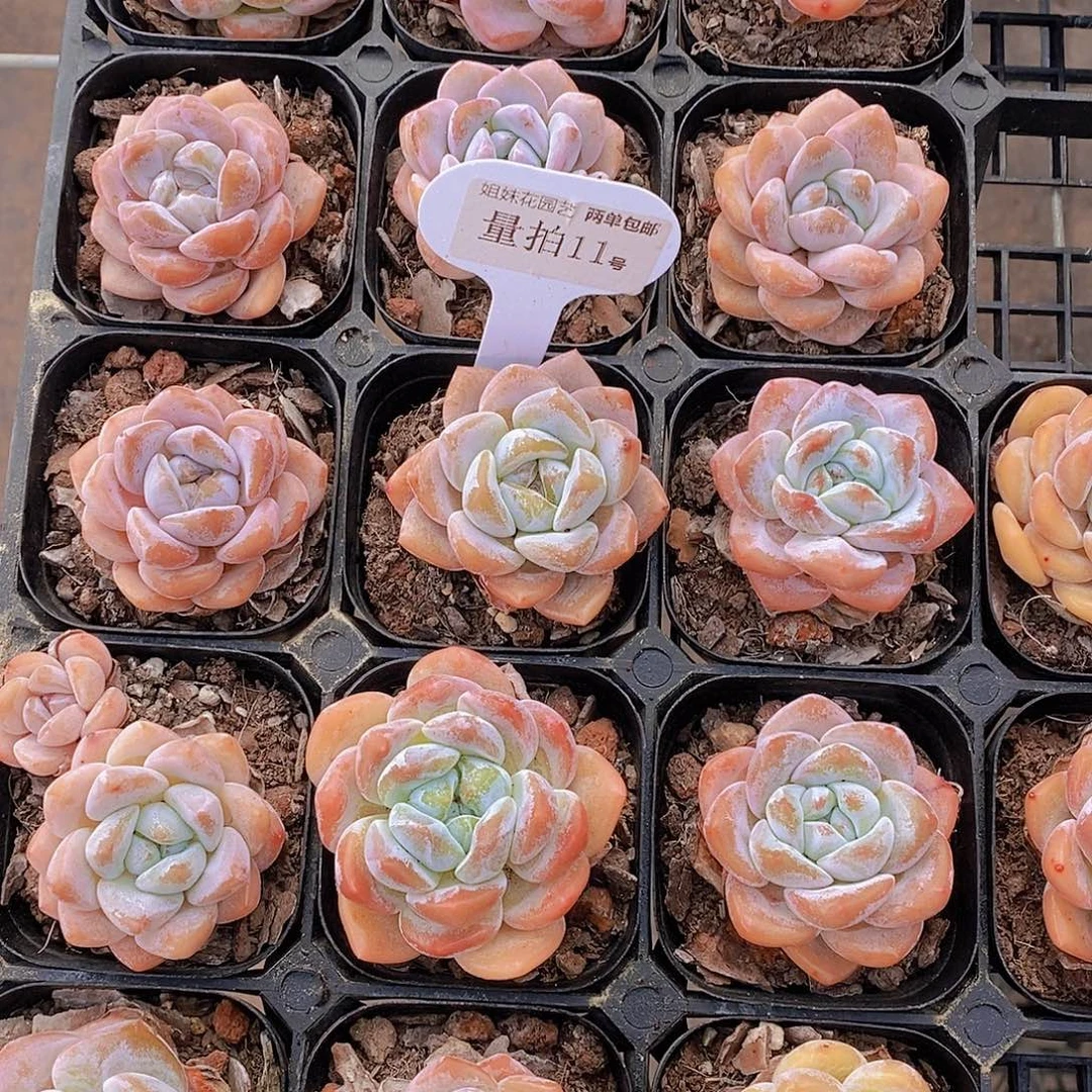 量拍11号-福利冰橙3颗量拍