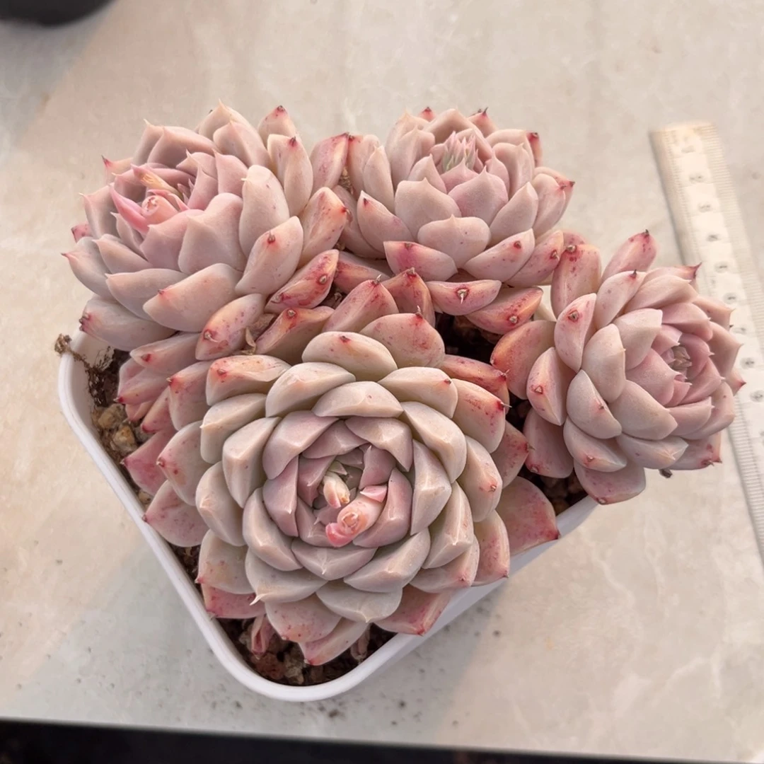 白底4头月影群整庄