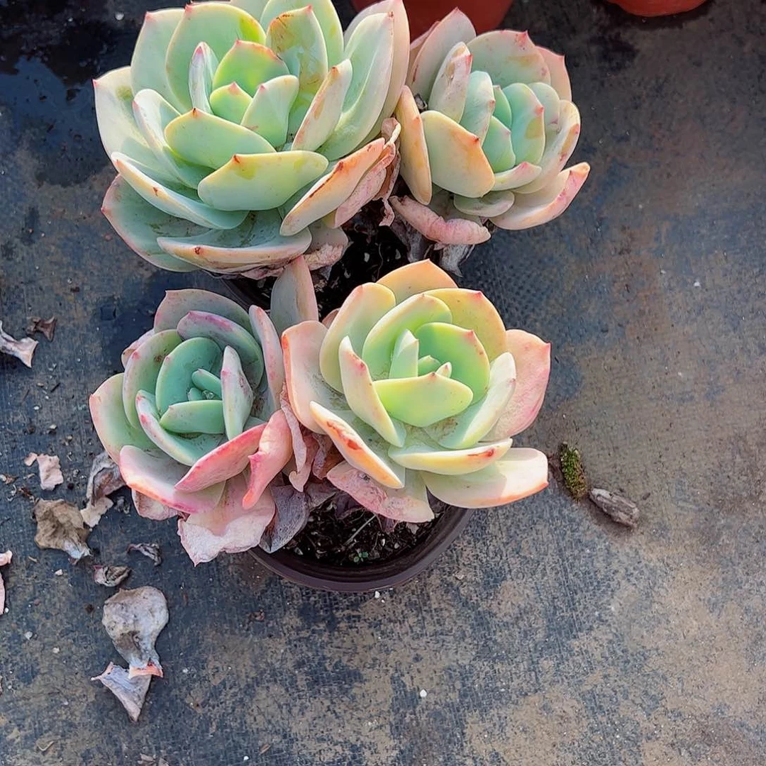 白凤双头起两盆老桩