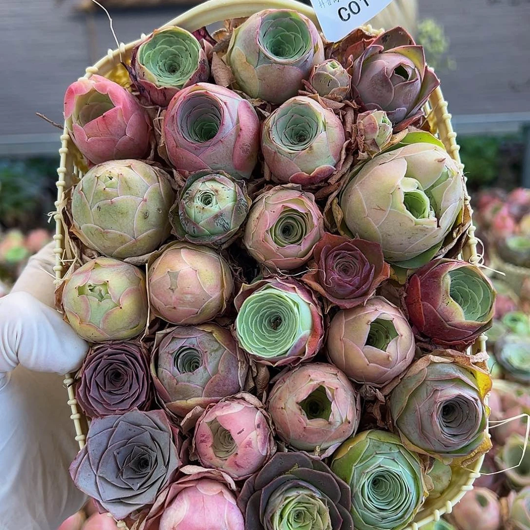 C011。玫瑰混花篮。