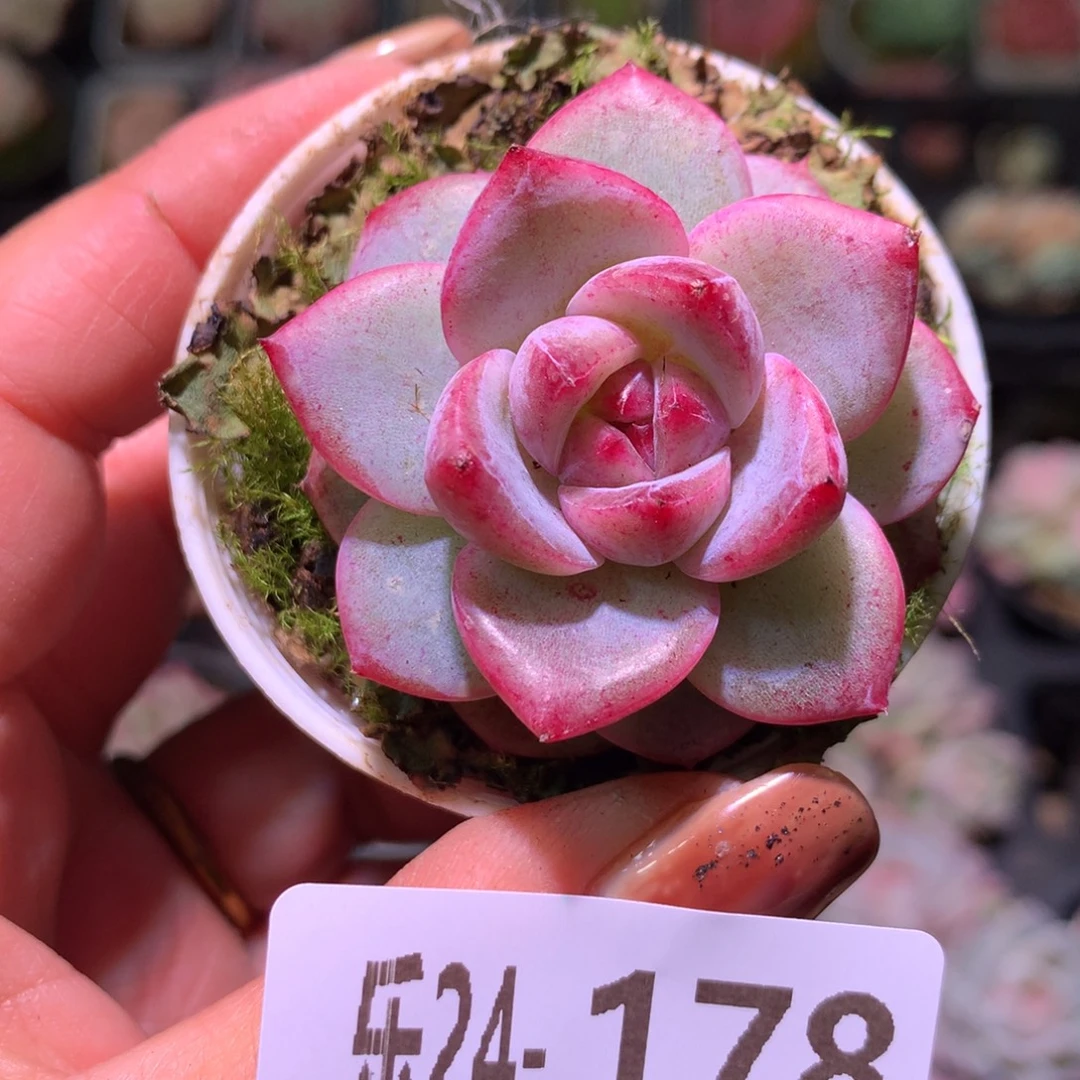 乐然24-178 新品单头