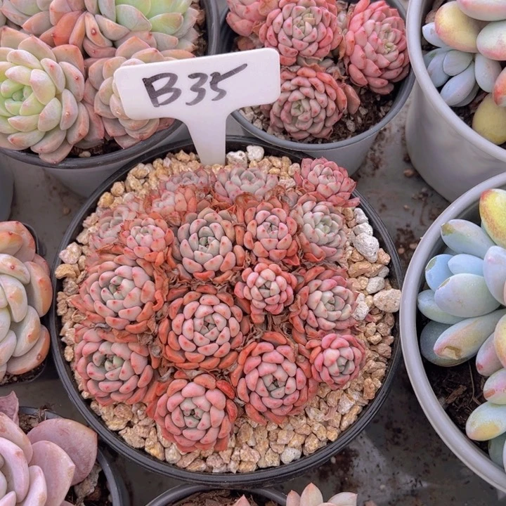 健健康康平平安安