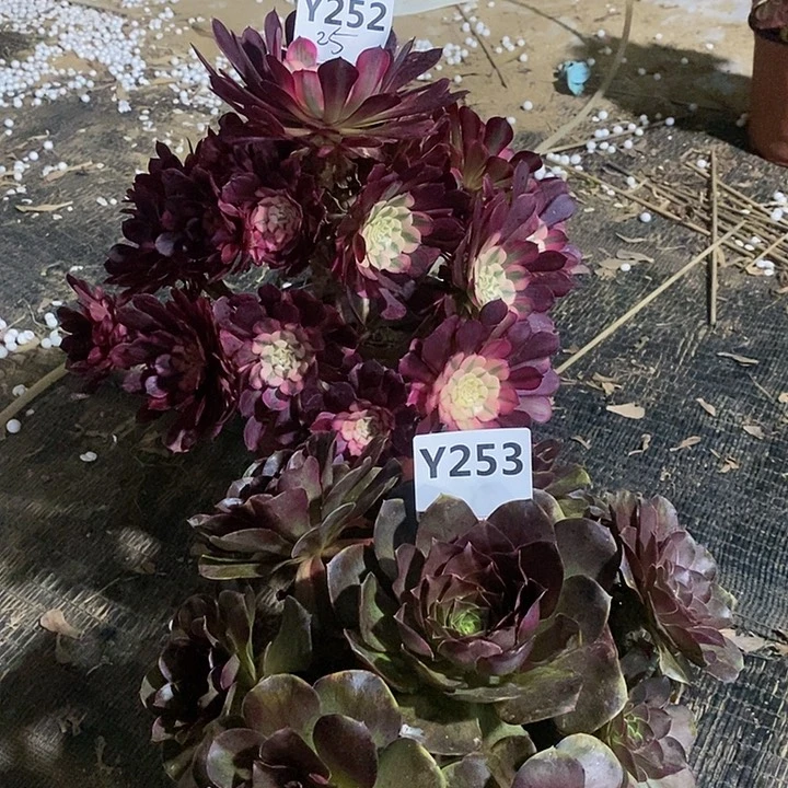 快***天两252253。