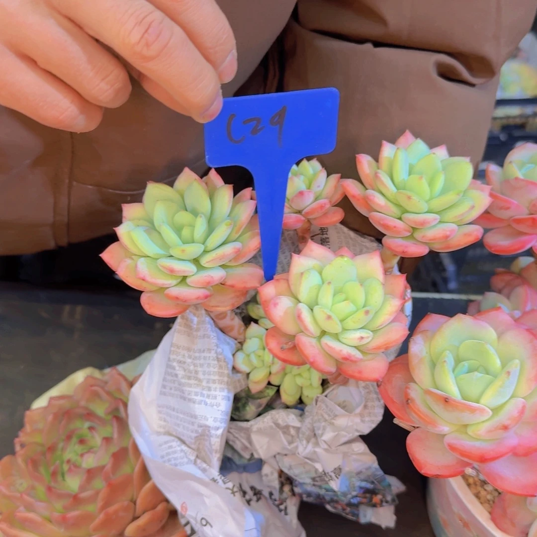 多肉植物的生长发育和