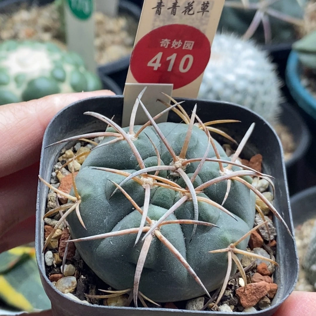 实生天平丸4.4cm一棵仙人球