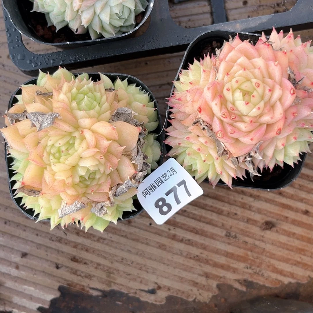 阿雅园艺。   877