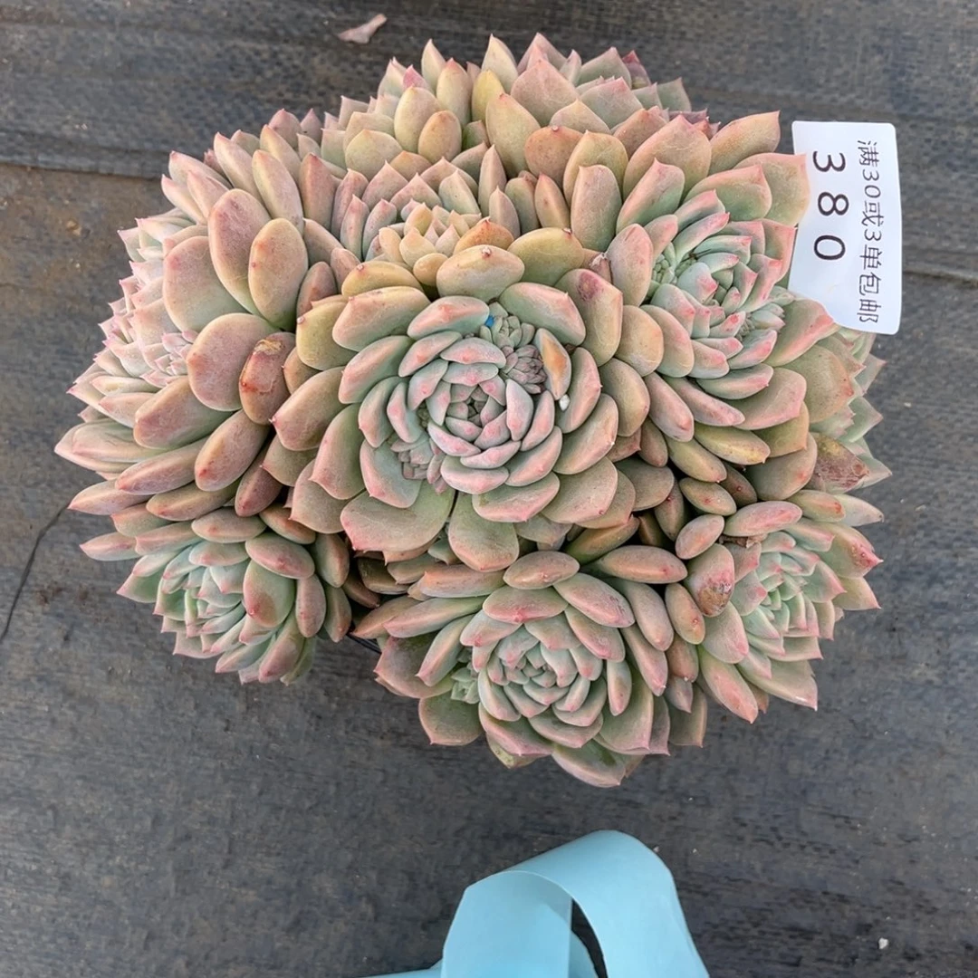 慧***梁380霜花群多肉植物……