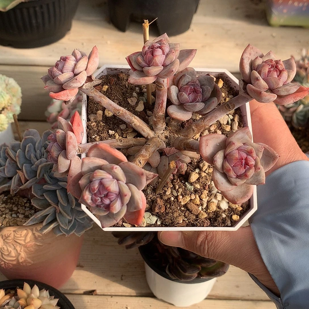 117石榴籽星影摘心群一棵14厘米