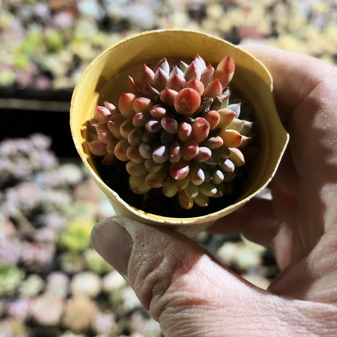 X***U21多肉植物提取萃取剂系列