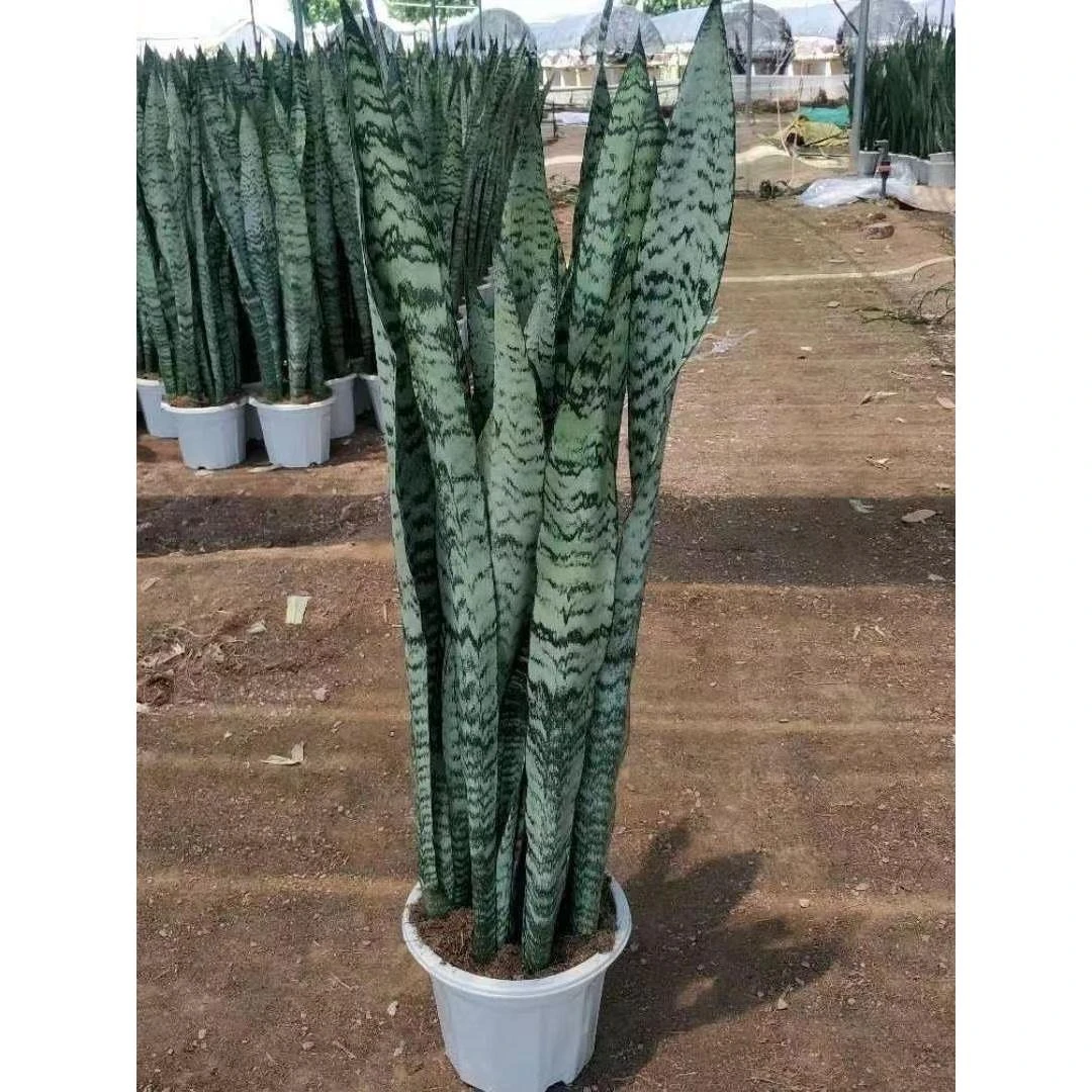 银麦虎皮兰盆栽虎尾兰室内办公室阳台耐旱好养植物原盆原土发货