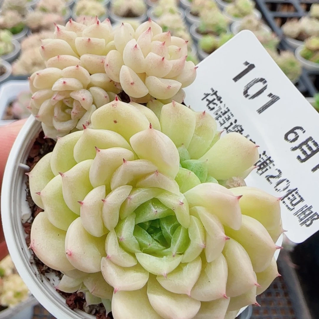 花语逸镜0610-101