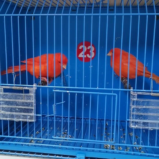 用***6虎皮鹦鹉虎皮鹦鹉大红袍一公一公