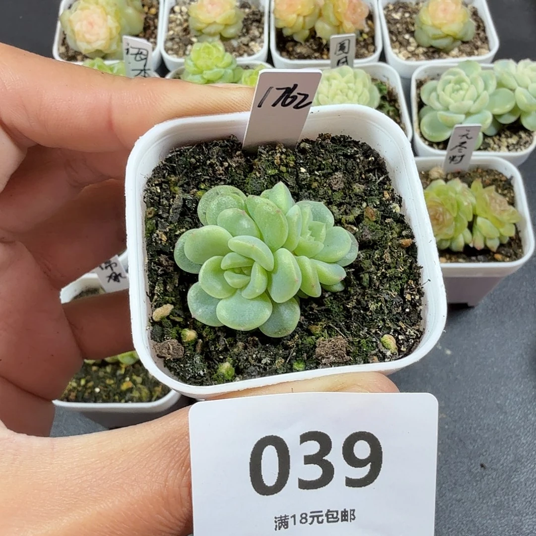 甜心1762一物一拍039