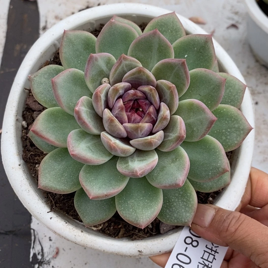 两单包邮1108-65溏心