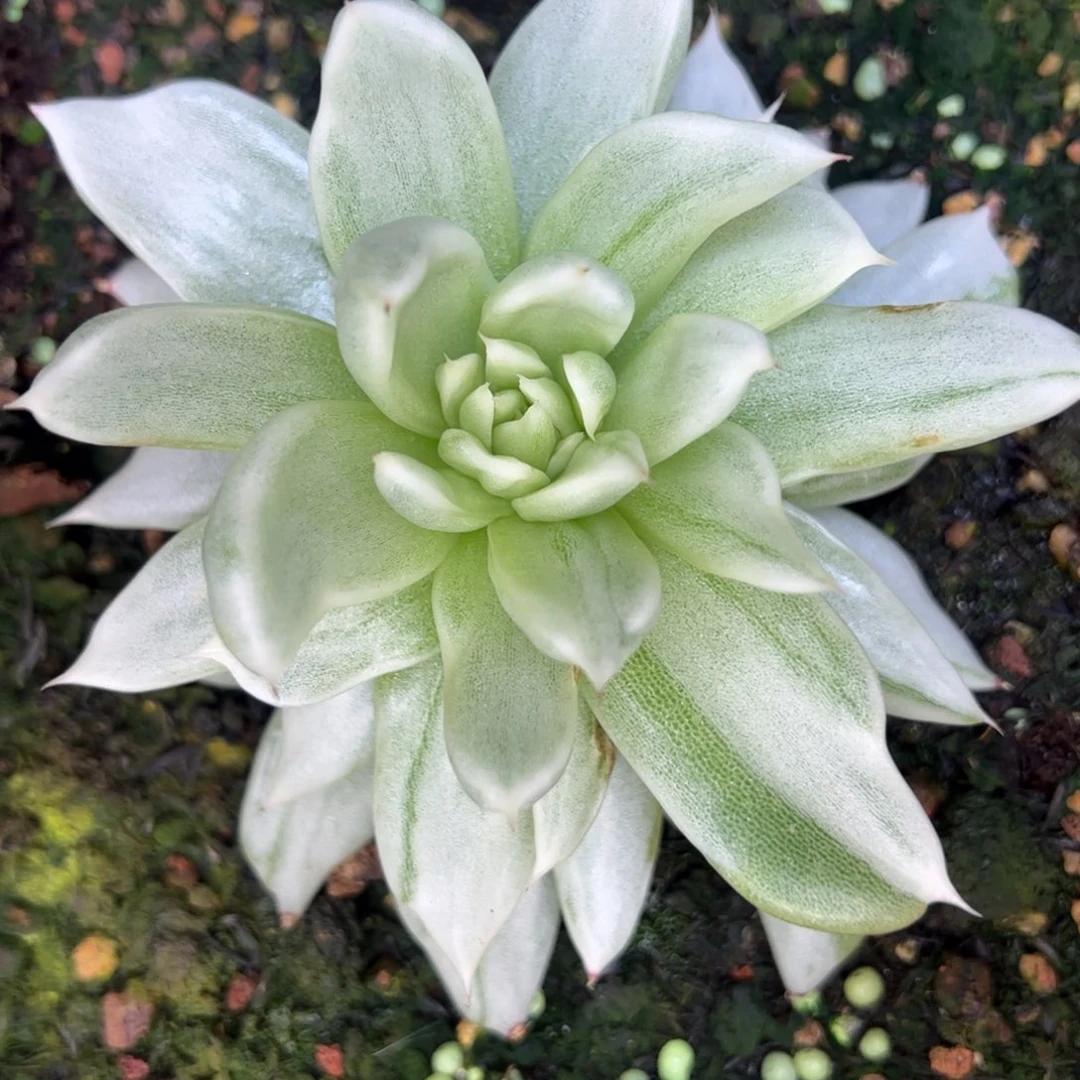 鱿鱼丝，多肉植物组合