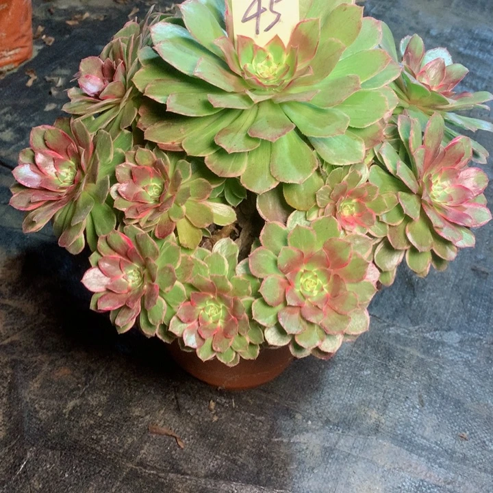 45莲花坐多肉一物一拍