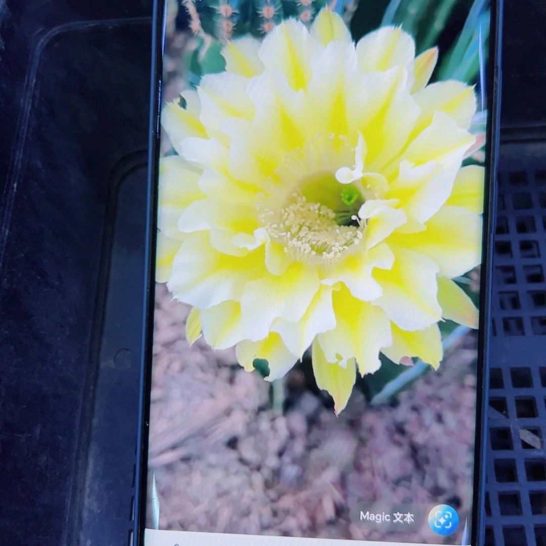 下12彩草黄绿歪无根侧芽4公分左右20包邮