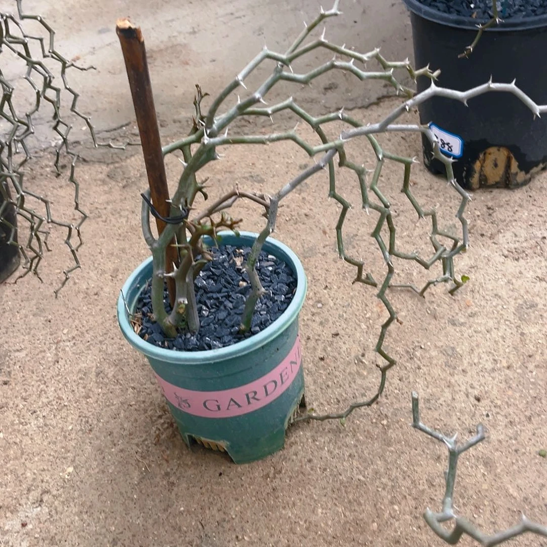 潮流植物弯曲龙福利价漏