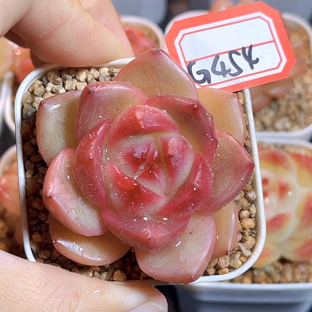 G454 孤品珍妮多肉